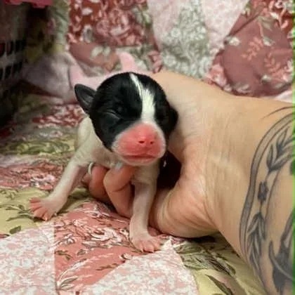 A baby small-sized male Mixed Breed dog named 2 for adoption in Gastonia, NC