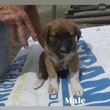 A baby large-sized male Yellow / Tan / Blond / Fawn Shepherd dog named Horton for adoption in Tacoma, WA