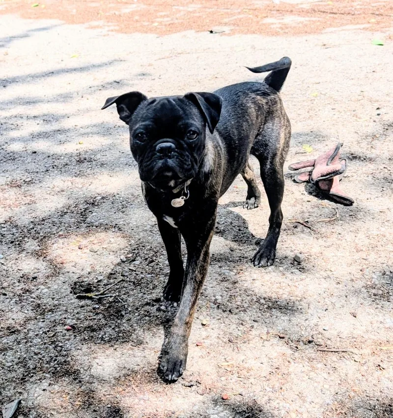 A young small-sized male Bicolor Boston Terrier dog named Bobber for adoption in COEUR D ALENE, ID