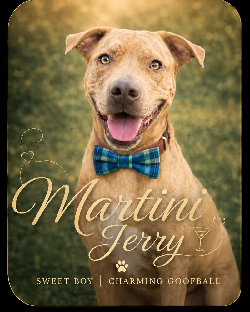 Jerry thumbnail 6