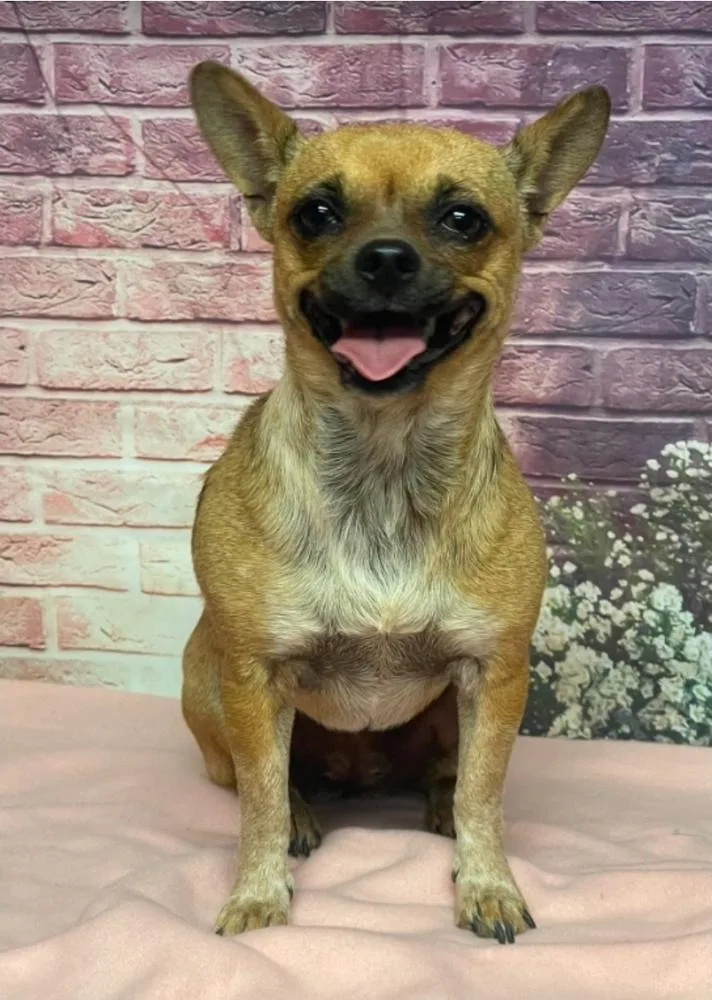 An adult small-sized female Brown / Chocolate Chihuahua dog named Gracie for adoption in Sedalia, CO