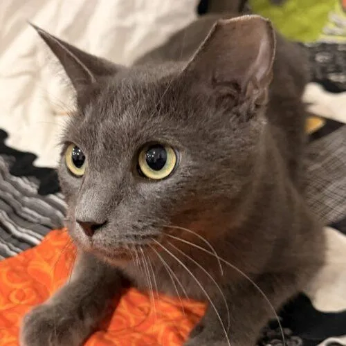 A young small-sized female Smoke Domestic Short Hair cat named Pumpkin for adoption in Tampa, FL
