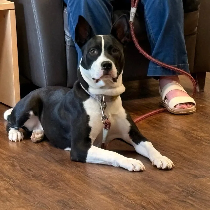 Angelica