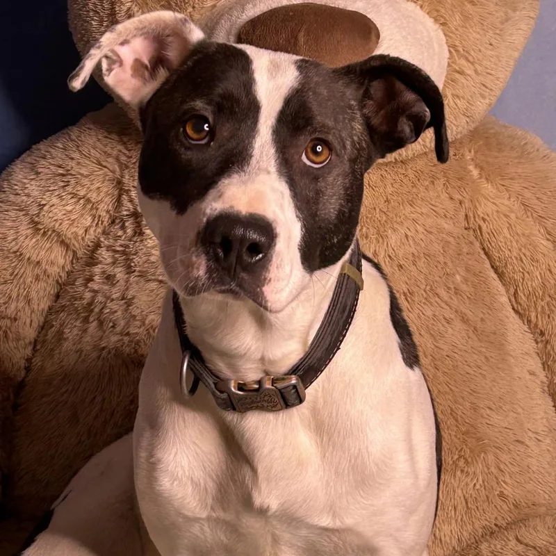 Jelly Belly thumbnail 2