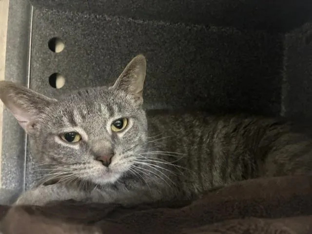A young medium-sized male Domestic Short Hair cat named Franz for adoption in Colorado Springs, CO