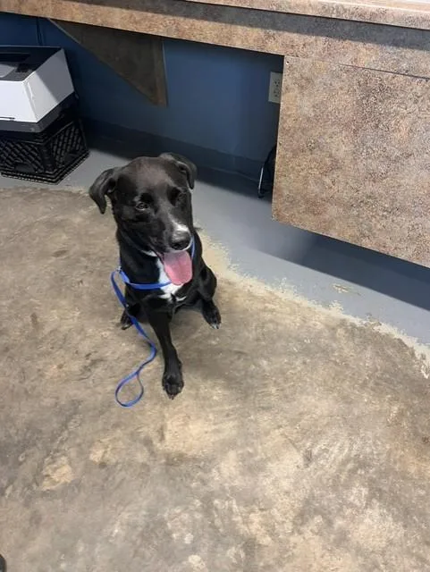 Duke