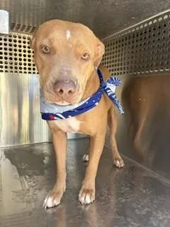 A young large-sized female Pit Bull Terrier dog named Cupcake for adoption in Phoenix, AZ