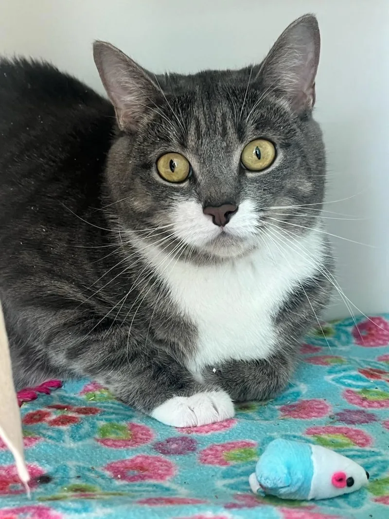 An adult large-sized female Tabby (Gray / Blue / Silver) Domestic Short Hair cat named Storm for adoption in Manassas, VA
