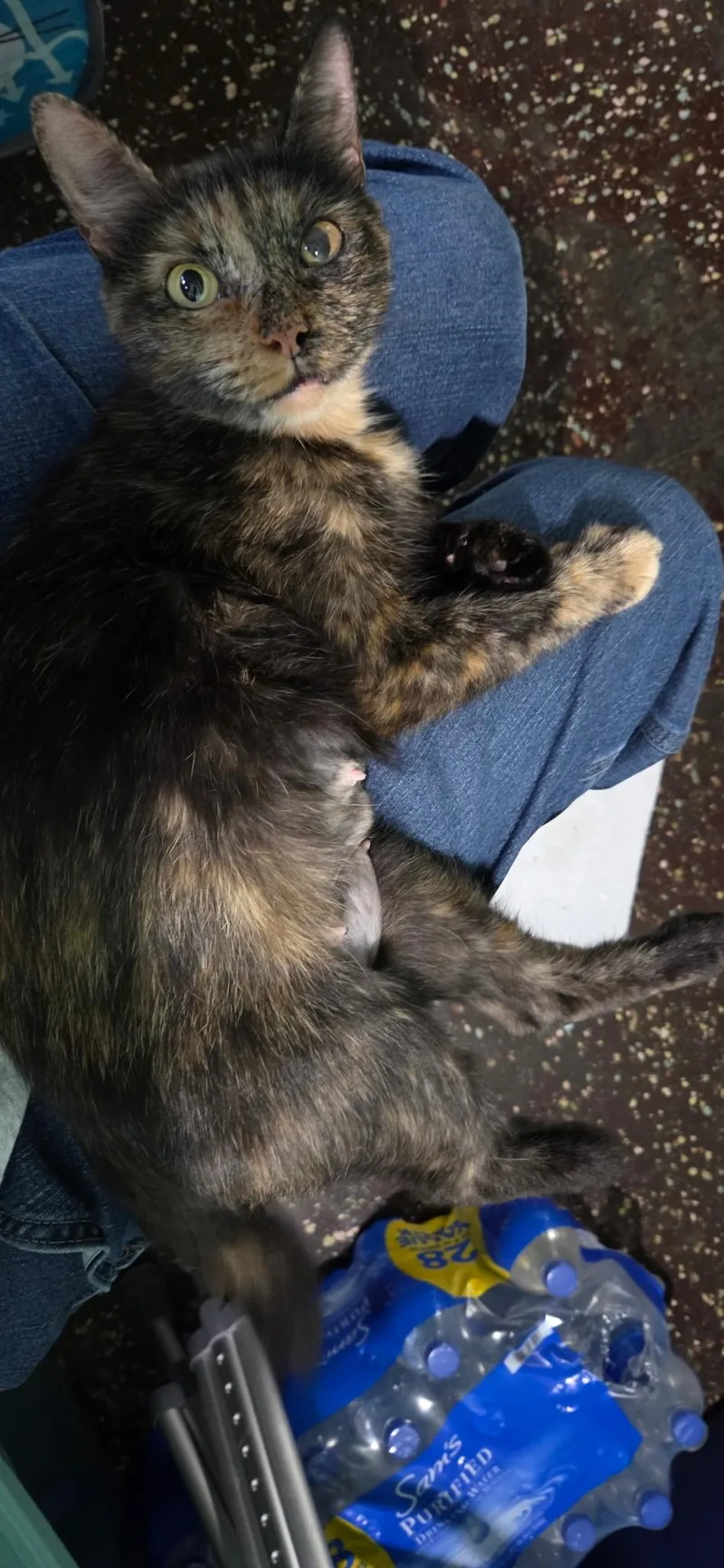 An adult medium-sized female Tortoiseshell cat named Debbie for adoption in Churchville, PA