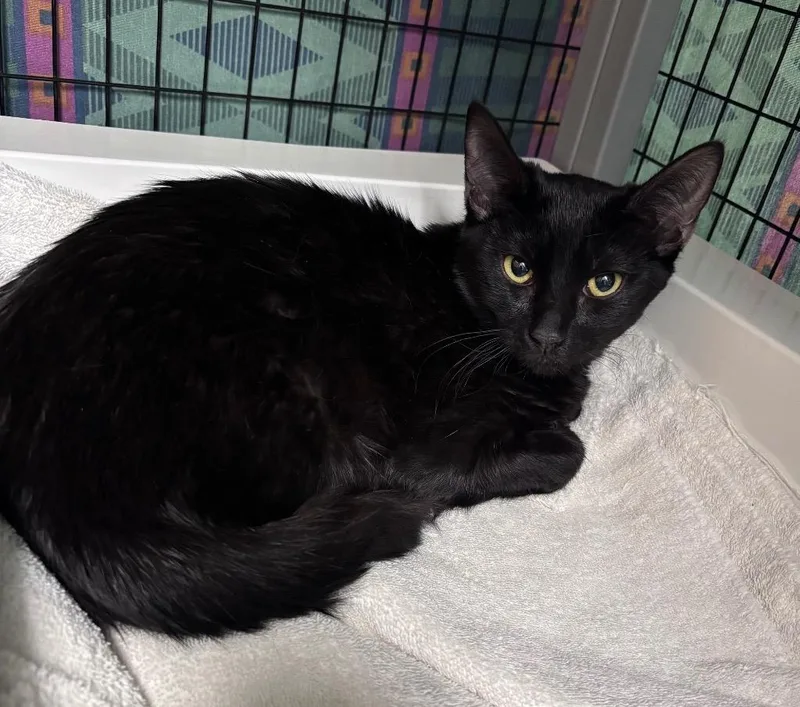 A baby small-sized male Domestic Short Hair cat named Bones for adoption in Grants Pass, OR