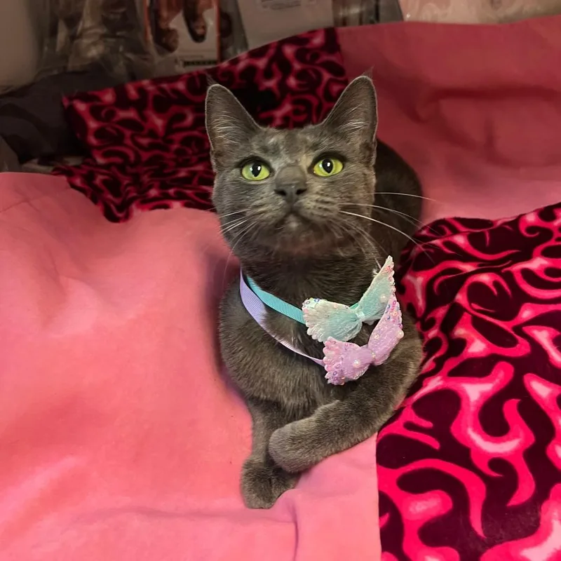A young medium-sized female Gray / Blue / Silver Russian Blue cat named Ulta for adoption in Brea, CA