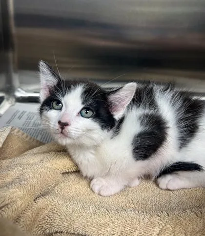 A baby small-sized male Domestic Short Hair cat named Uno for adoption in Westland, MI