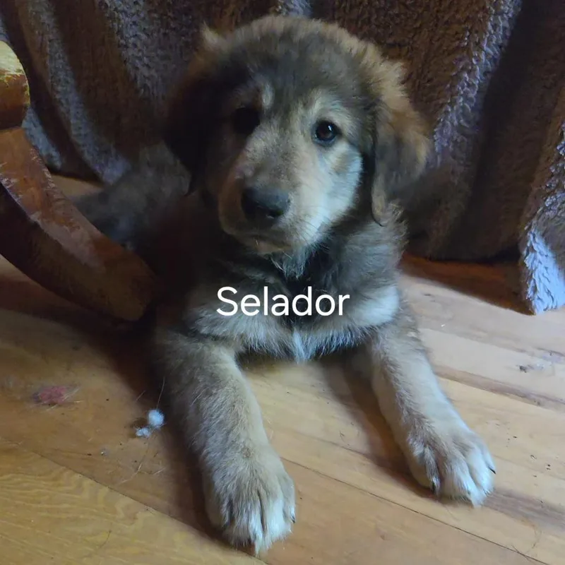 A baby small-sized male Brown / Chocolate Mixed Breed dog named Selador for adoption in Fredericksburg, VA