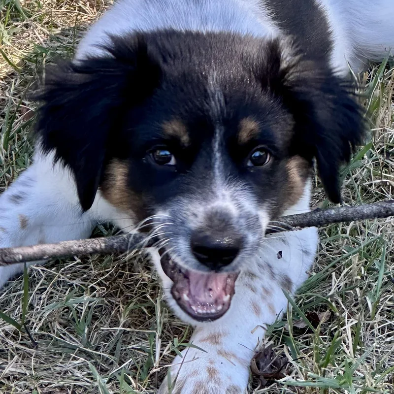 A baby medium-sized female Border Collie dog named Audie Hosta for adoption in Thompson's Station, TN
