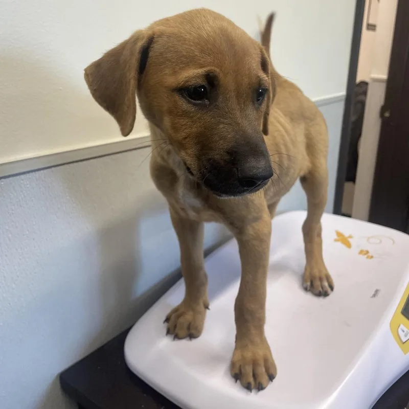 A baby medium-sized female Yellow / Tan / Blond / Fawn Shepherd dog named Penny for adoption in Tampa, FL