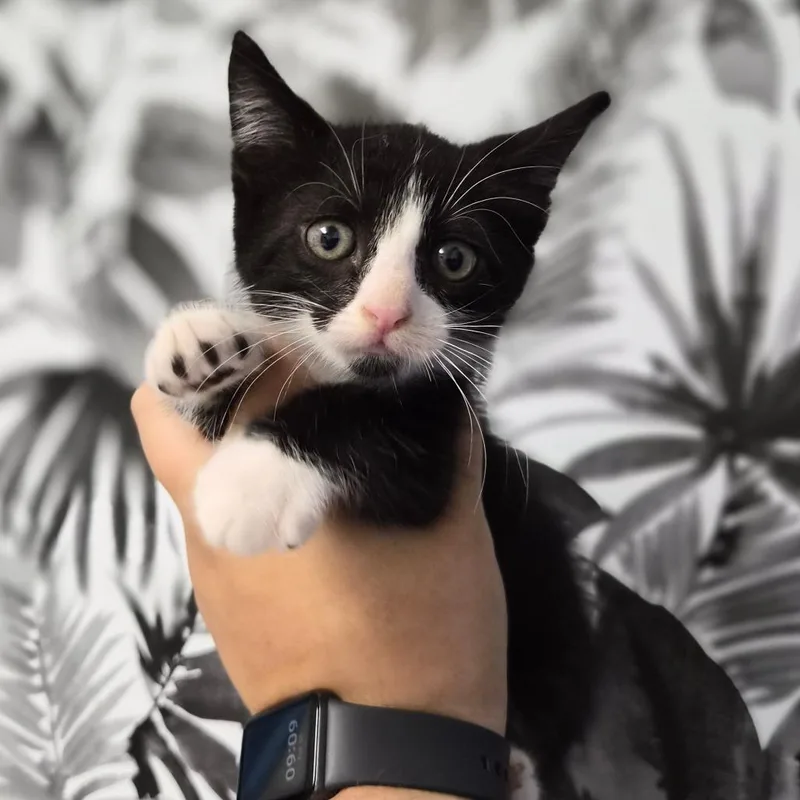 A baby small-sized male Black Domestic Short Hair cat named Yin for adoption in Wahiawa, HI
