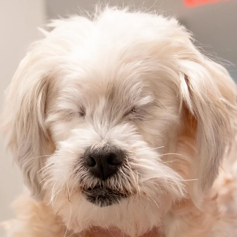 A senior small-sized female White / Cream Poodle dog named May Bonded W Paris for adoption in Kennebunk, ME