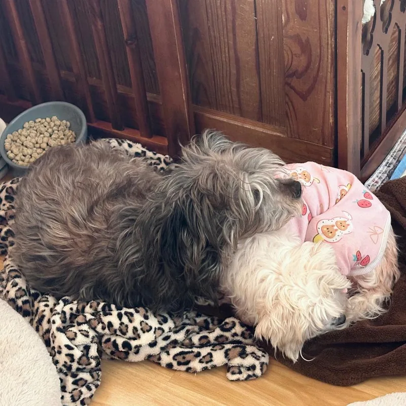 May Bonded W Paris thumbnail 2