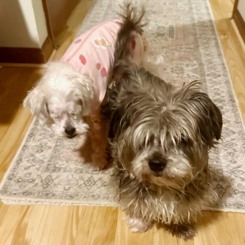 May Bonded W Paris thumbnail 3