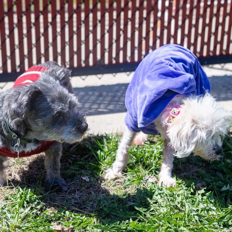 May Bonded W Paris thumbnail 4