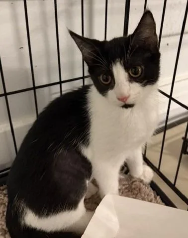 A baby medium-sized female Domestic Short Hair cat named Lilo for adoption in Windsor, CT