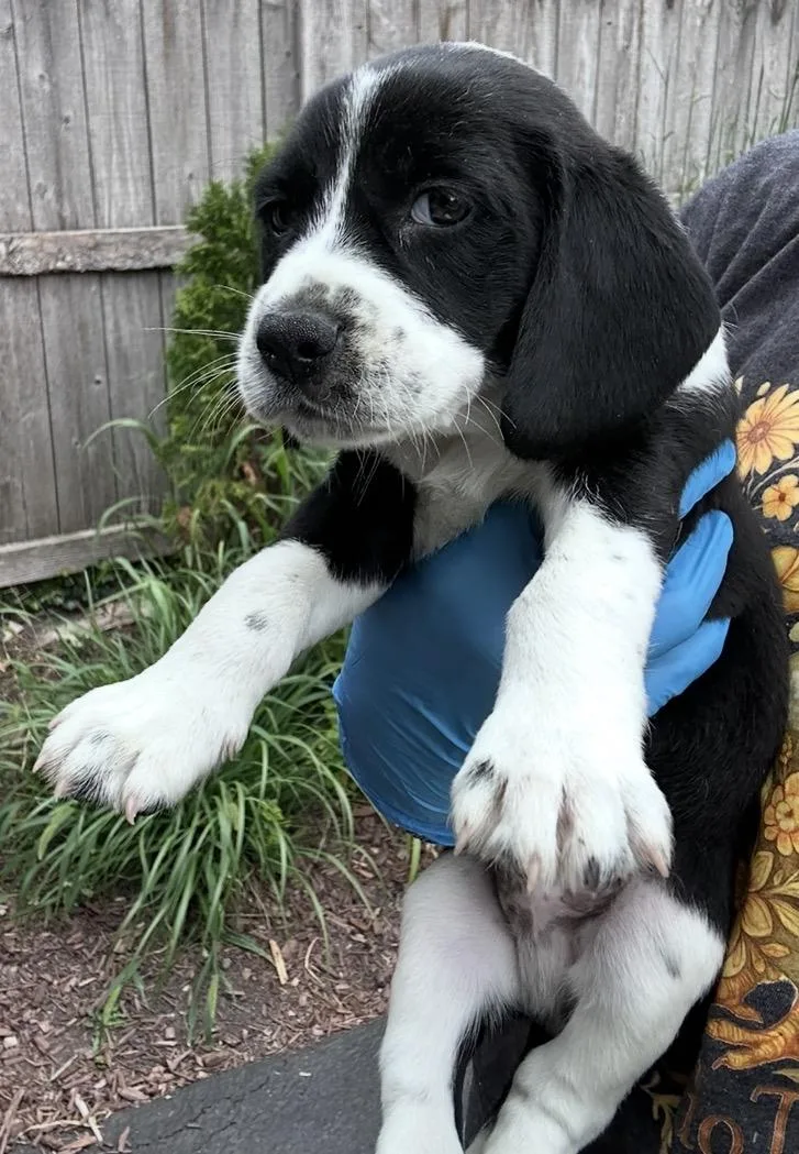 A baby medium-sized male Black Beagle dog named Sam for adoption in Wonder Lake, IL