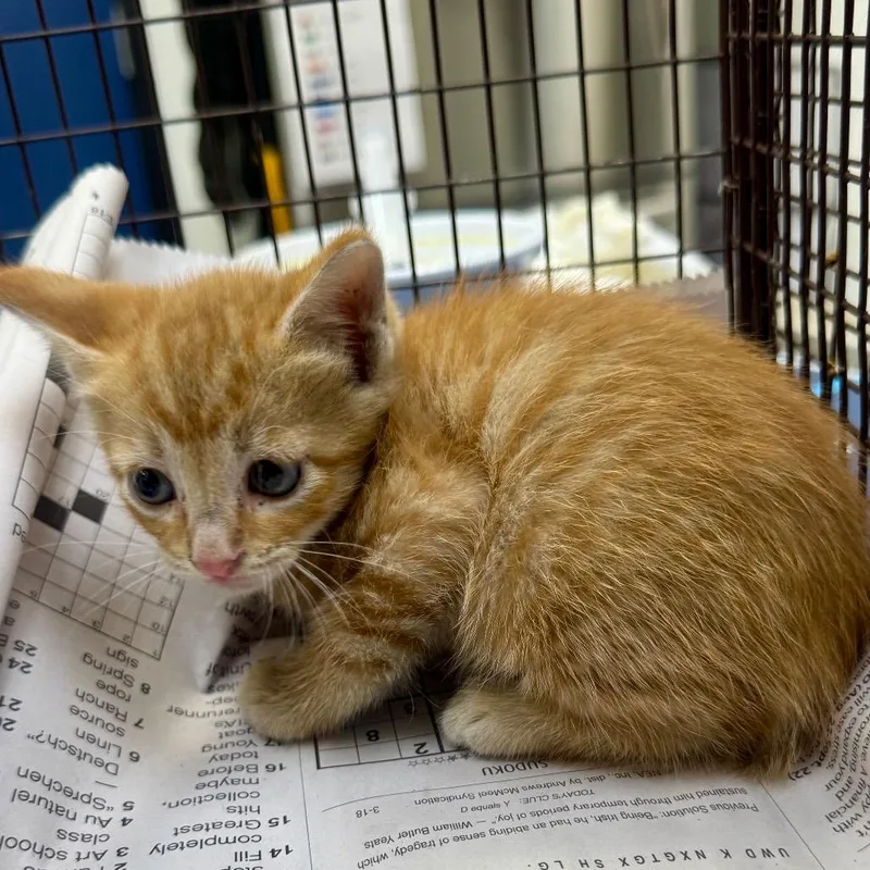 A baby small-sized male Orange / Red Domestic Short Hair cat named Neptune for adoption in Galveston, TX