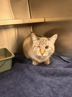 An adult medium-sized female Domestic Short Hair cat named Wilma for adoption in Lees Summit, MO