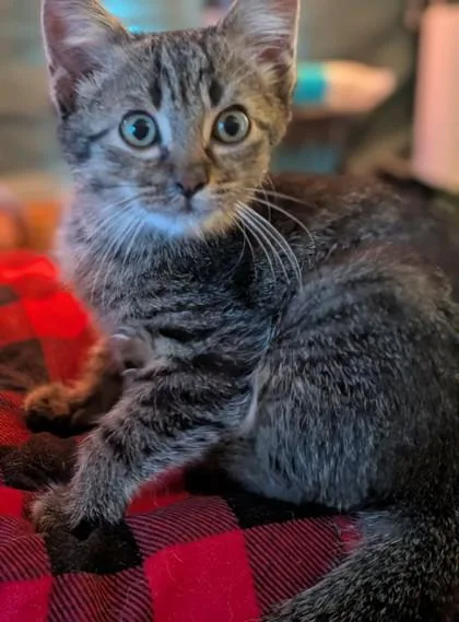 A baby small-sized male Domestic Short Hair cat named Captain for adoption in Paducah, KY