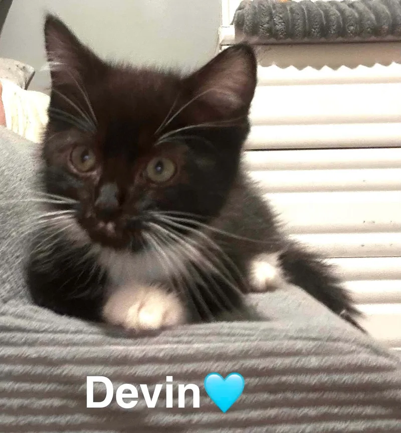 A baby small-sized male Black & White / Tuxedo Tuxedo cat named Devin for adoption in Beckley, WV