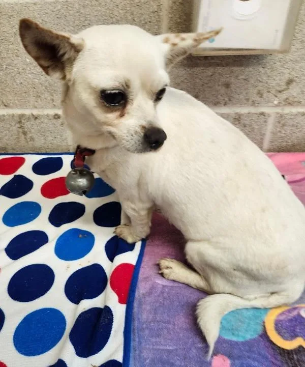 An adult medium-sized female Chihuahua dog named Belle for adoption in Stratham, NH