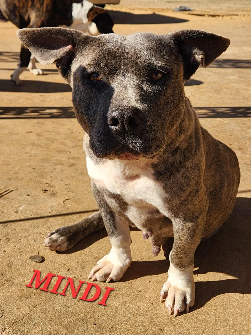 An adult medium-sized female Bulldog dog named Mindi for adoption in Andover, MA