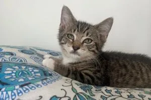A baby small-sized male Domestic Short Hair cat named Robby for adoption in Moncks Corner, SC