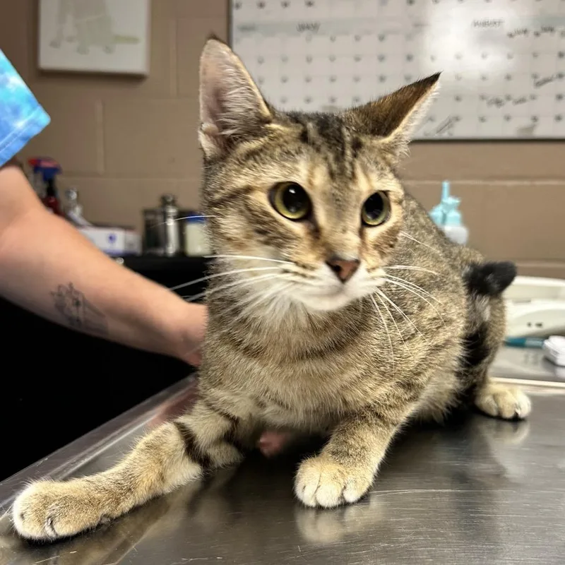 An adult medium-sized female Domestic Short Hair cat named Eliza for adoption in Newport, NC