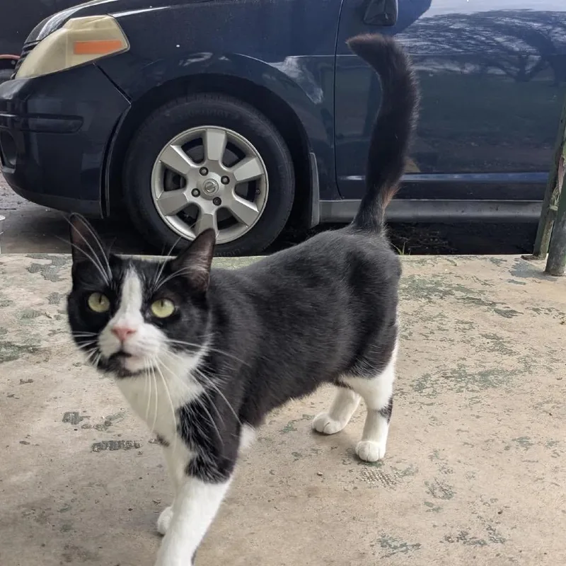 A young medium-sized female American Shorthair cat named Callie for adoption in mount vernon, AR