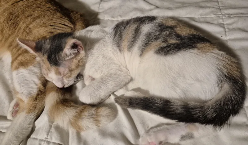 Sassy Frassy thumbnail 2