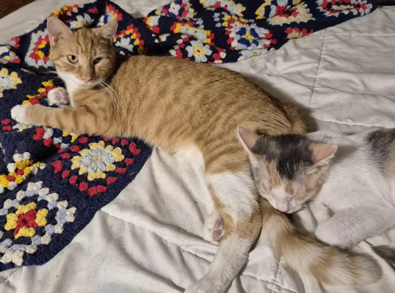 Sassy Frassy thumbnail 3