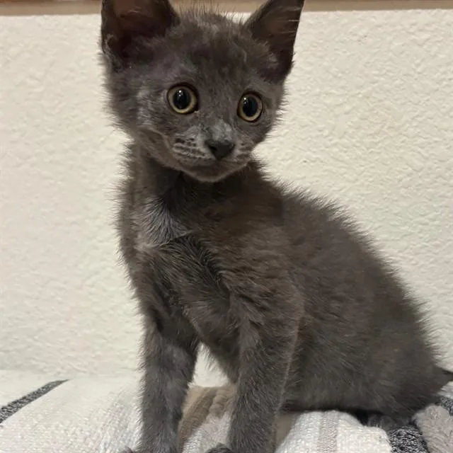 A baby small-sized female Domestic Short Hair cat named Stitch for adoption in Auburn, CA