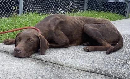 An adult medium-sized male Labrador Retriever dog named Tajin for adoption in Conway, SC