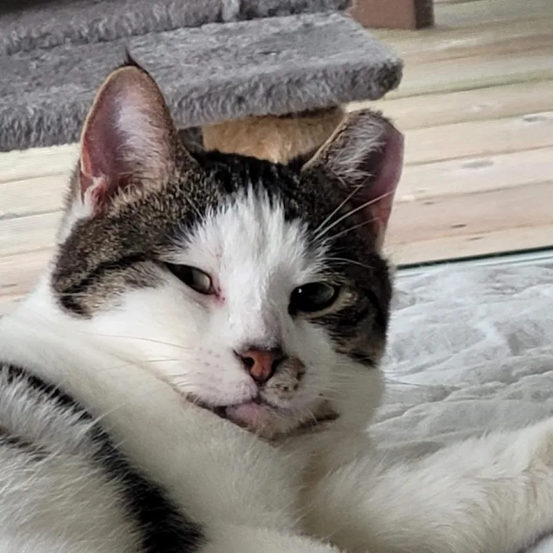 An adult medium-sized female Brown / Chocolate Domestic Short Hair cat named Foccacia for adoption in Traverse City, MI