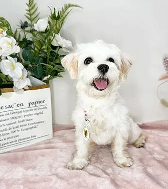 An adult small-sized male White / Cream Maltese dog named Malti for adoption in Castro Valley, CA