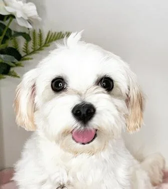 Malti thumbnail 3