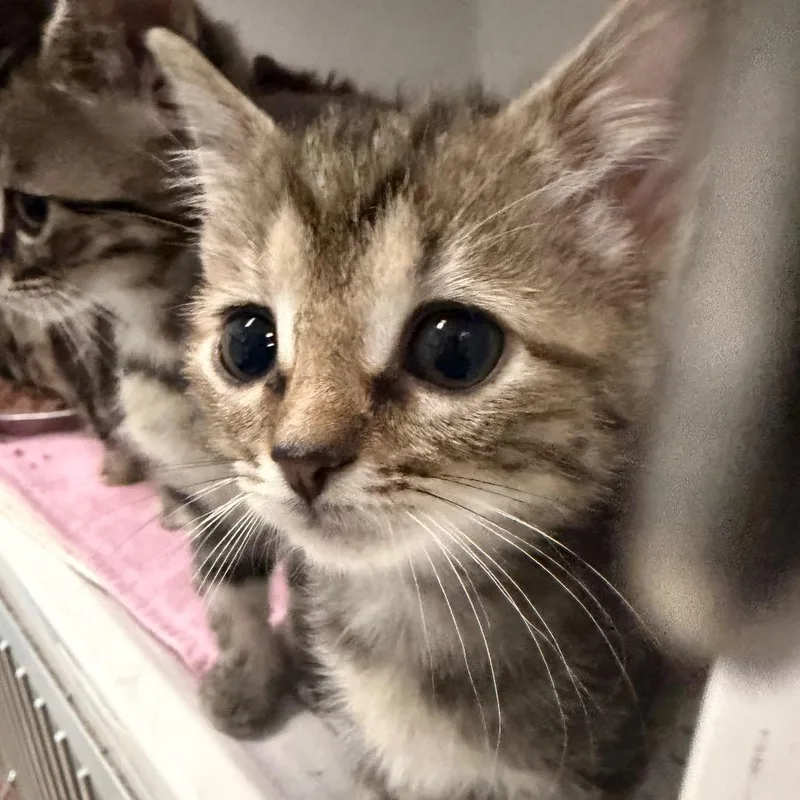 A baby small-sized female Brown / Chocolate Domestic Short Hair cat named Nikki Birch for adoption in Charleston, WV