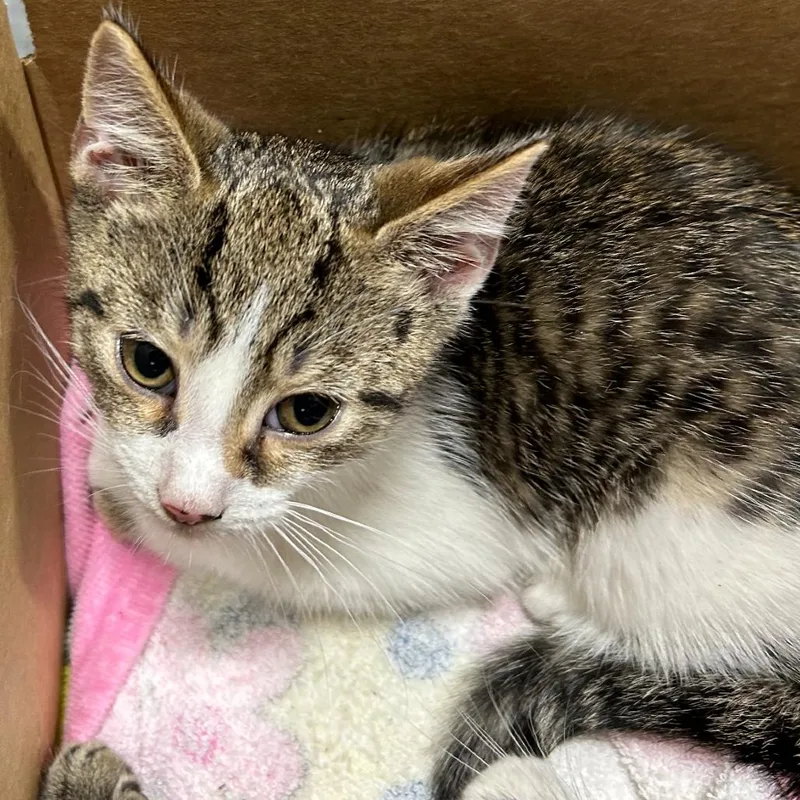 A baby small-sized male Black & White / Tuxedo Domestic Short Hair cat named Pele for adoption in Newark, NJ