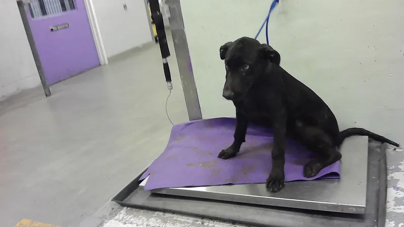 A baby small-sized male Labrador Retriever dog named Drago for adoption in Houston, TX