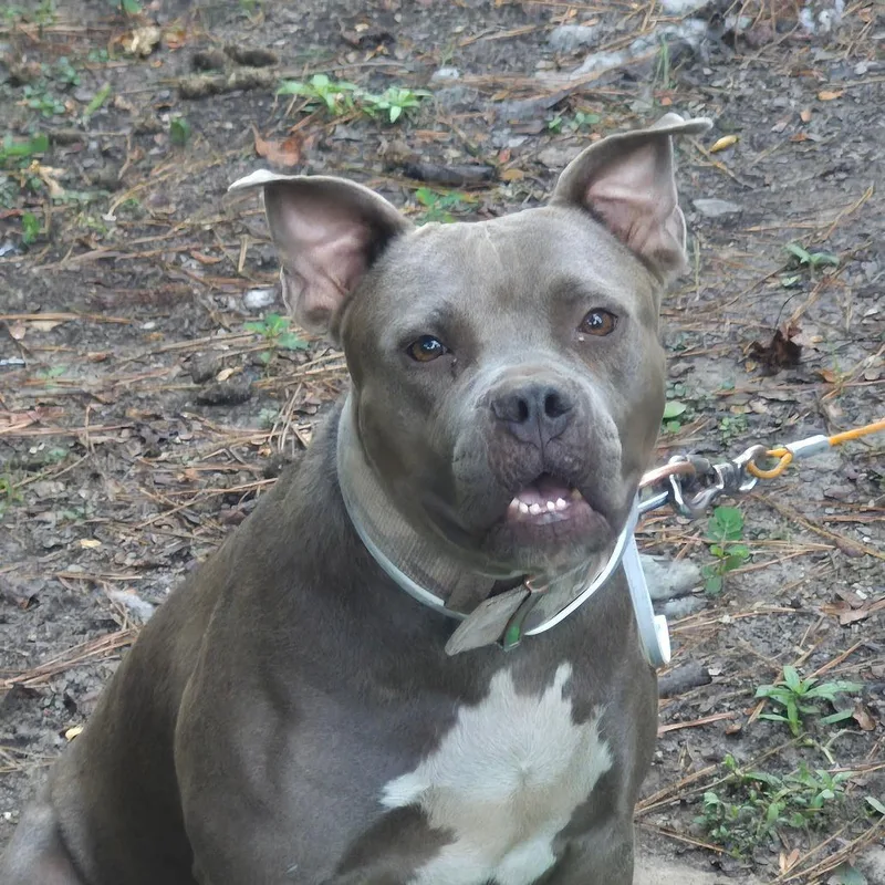 An adult medium-sized female Gray / Blue / Silver Mixed Breed dog named Tetra for adoption in Columbus, GA
