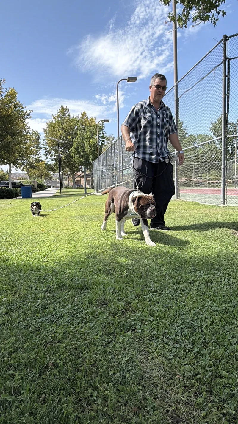 A young large-sized male Brown / Chocolate Bullmastiff dog named Bucky for adoption in Woodland Hills, CA