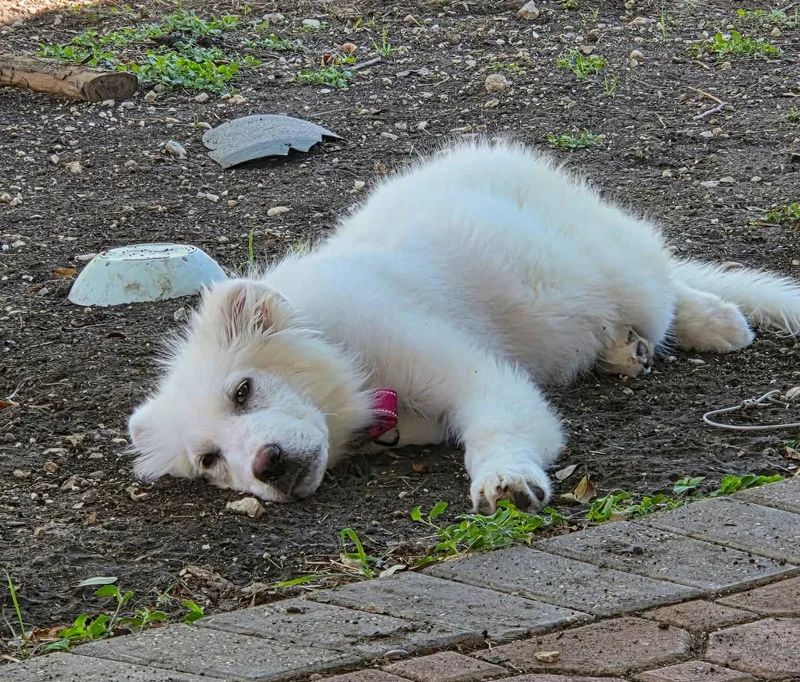 Bunny Sat thumbnail 2