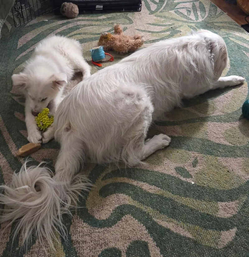 Bunny Sat thumbnail 3