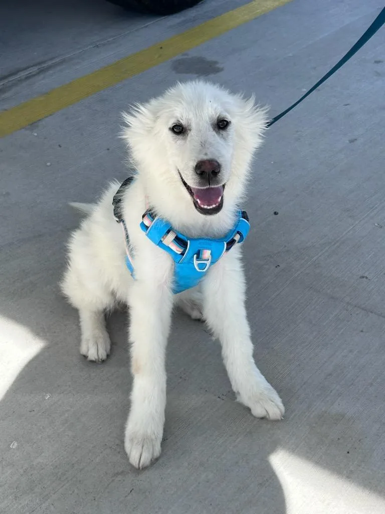 Bunny Sat thumbnail 4